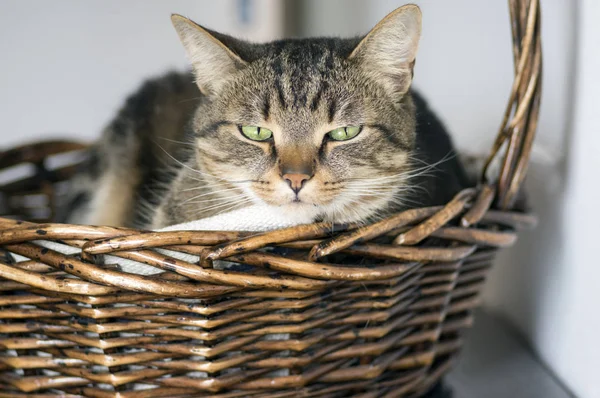 Domestic marble cat in wicker basket, eye contact, cute funny kitty face, amazing lime eyes