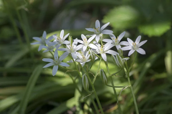 Ornitogalum Umbellatum Iarbă Crin Floare Mici Ornamentale Sălbatice Plante Flori — Fotografie, imagine de stoc