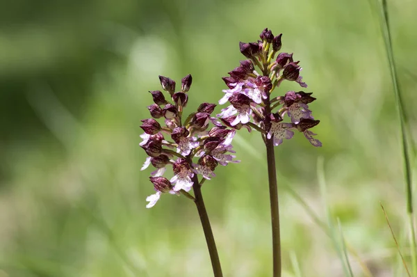 Orchis Purpurea Fleur Floraison Belle Orchidée Sauvage Pourpre Sur Prairie — Photo