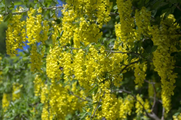 Laburnum Anagyroides Ornamentales Ramas Arbusto Amarillo Flor Contra Cielo Azul — Foto de Stock