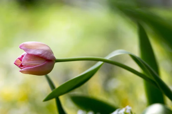 Single lonely common beautiful pink tulip with green leaves in spring time garden in bloom, flowering ornamental plant