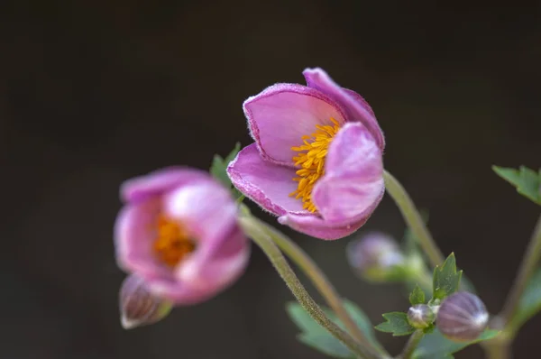 Anemone Hupehensis Japonica Flowering Plant Japanese Anemone Flowers Bloom Thimbleweed — Stock Photo, Image