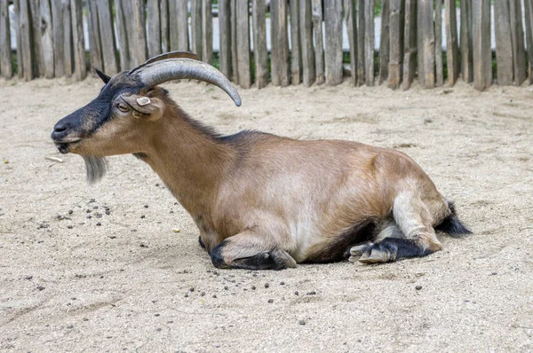 Capra Aegagrus Hircus Capra Domestica — Foto Stock