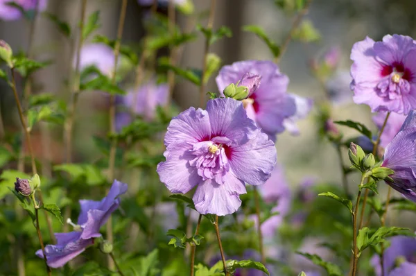 Hibiscus Syriacus Buske Blom Rosa Lila Violet Blommande Växt Grönt — Stockfoto
