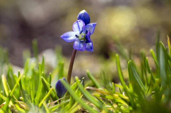 Scilla Siberica Azul Pequeñas Flores Primaverales Hierba Cerca Vista Bulbosa — Foto de Stock