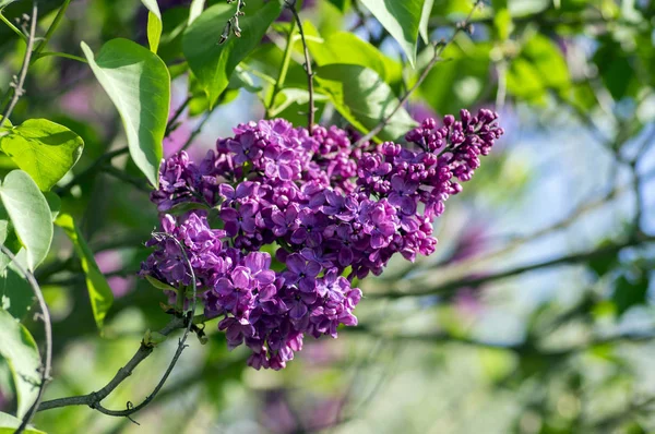 Syringa Vulgaris Planta Con Flores Familia Oleaceae Arbusto Caducifolio Con —  Fotos de Stock