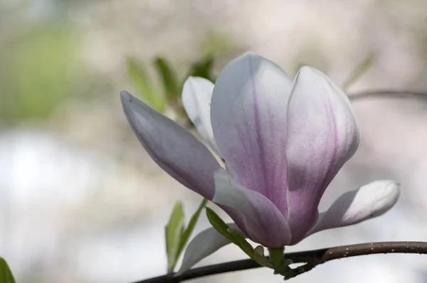 Magnolia Soulangeana Also Called Saucer Magnolia Flowering Springtime Tree Beautiful — Stock Photo, Image