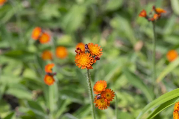 満開オレンジ ヤナギタンポポ属の花 緑の野生の観賞用草花の葉 マクロの詳細表示 — ストック写真