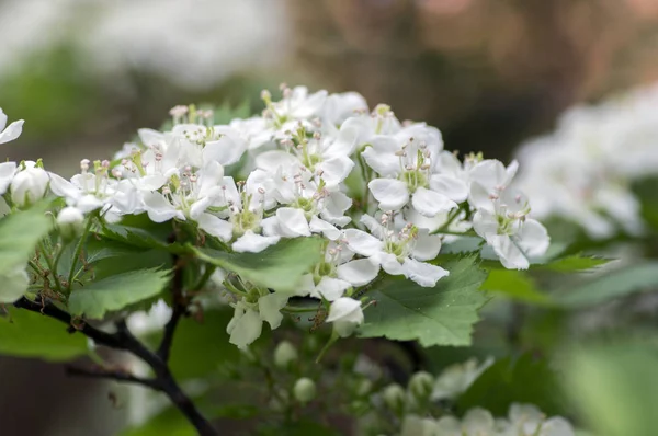 Crataegus Pinnatifida Декоративное Цветущее Дерево Белыми Цветами Весной Китайский Боярышник — стоковое фото