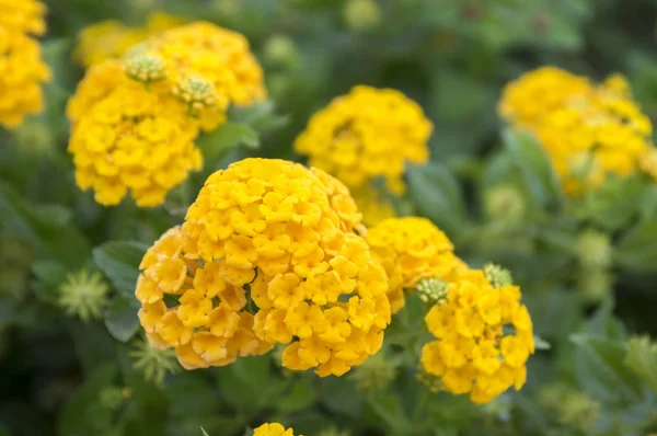 Lantana Camara Arbusto Tropical Ornamental Flores Amarillas Ramas Con Hojas — Foto de Stock