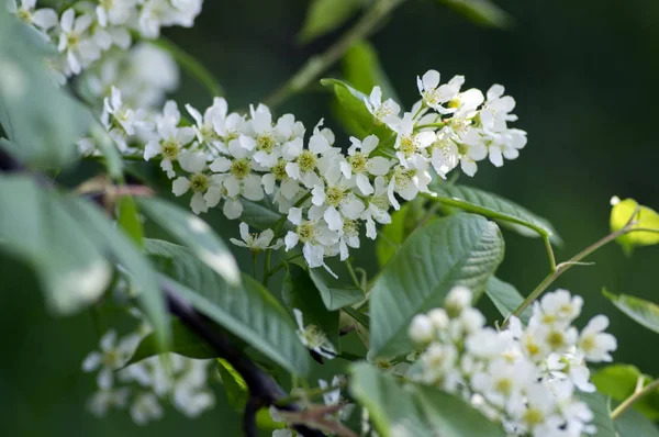Prunus Padus Fågel Körsbärsträd Som Blommar Våren Grupp Små Vita — Stockfoto
