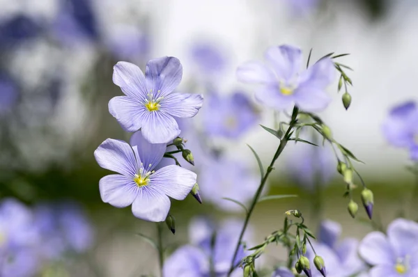 Linum Lewisii Perennial Ornamental Beautiful Flowers Bright Light Blue Flowering — Stock Photo, Image