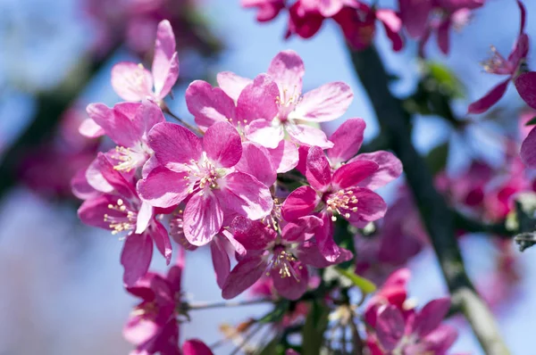 Malus Royalty Manzano Ornamental Primavera Flores Rosa Púrpura Las Ramas — Foto de Stock