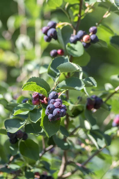 Amelanchier Ovalis Sabrosas Frutas Maduración Bayas Serviceberries Las Ramas Luz — Foto de Stock