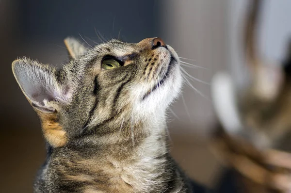 Curious Domestic Marble Looking Hunter Expression Dark Blurry Background Very — Stock Photo, Image