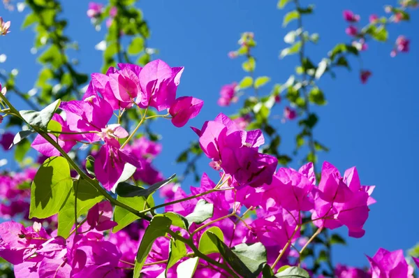 Buganvilla Bugambilia Ramas Arbustos Flor Contra Cielo Azul —  Fotos de Stock