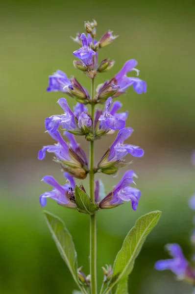 Salvia Officinalis Evergreen Healhty Subshrub Bloom Violet Purple Flowering Kitchen — Stock Photo, Image