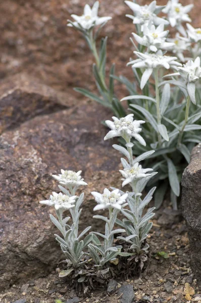 Leontopodium Nivale Konstiga Vita Blommor Blommande Berg Växt Silver Håriga — Stockfoto