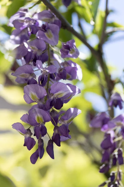 Detalj Wisteria Floribunda Blommor Druvor Försommaren Violet Purple Blommande Träd — Stockfoto