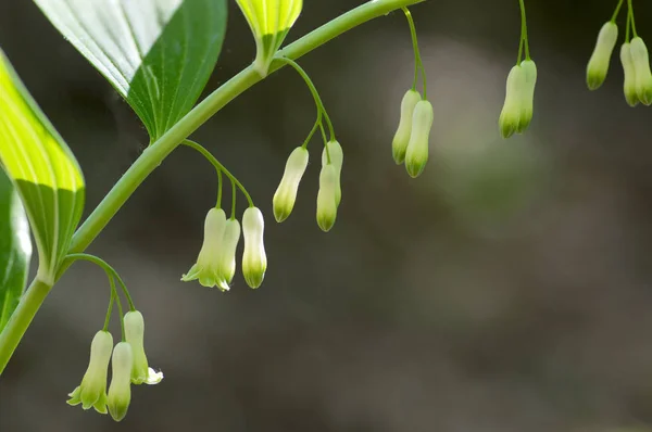Polygonatum Odoratum White Forest Flowers Bloom Springtime Wild Flowering Plant — Stock Photo, Image
