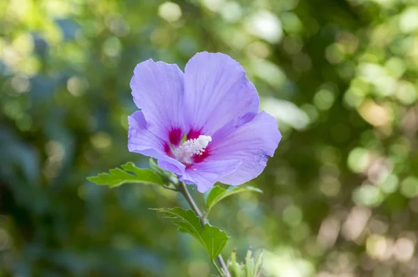 Hibiscus Syriacus Krzew Rozkwicie Różowy Fioletowy Kwitnienia Roślin Kwiatów Liści — Zdjęcie stockowe