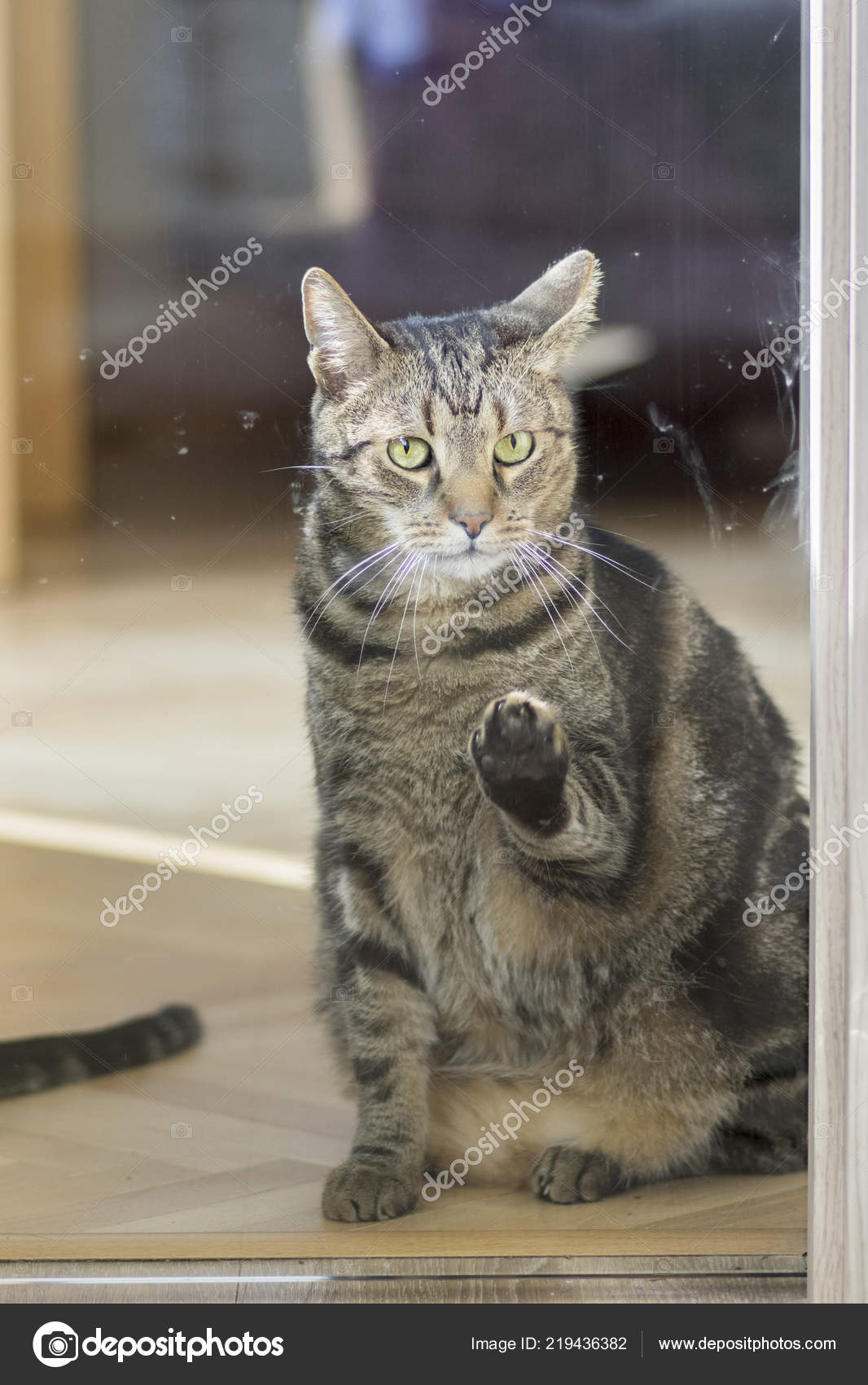 Funny Sad Marble Cat Knocking Glass Door Asking Enter Room