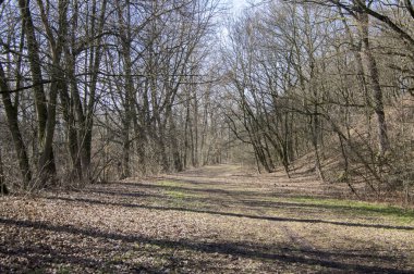 Nemosicka stran orman kış saati, güneş ışığı dalları, yolu düşünce şaşırtıcı doğal alan, rahatlatıcı yer ucunda