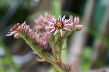 Sempervivum arachnoideum çok yıllık bitki, çiçek parlak pembe demet