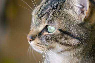 Mesafe içine baktılar ifade yerli mermer kedi görünüyor