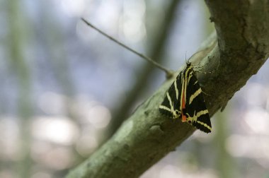 Euplagia kuadripunctaria, Jersey kaplanı, Petaloudes, Rhodos 'da gündüz uçan güve.