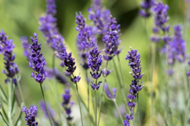 Çiçek açan, kokulu Mor çiçekli bitki yeşil zemin üzerine Lavandula angustifolia Grup