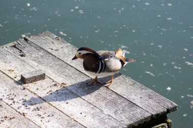 Erkek mandarin ördeği güneş ışığı altında güzel kuş kirli göl kenarında ahşap iskele üzerinde rahatlatıcı