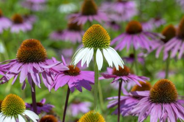 Echinacea purpurea bitki, çiçek, Bahçe coneflowers demet Doğu mor coneflower