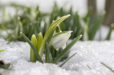 Galanthus nivalis, ortak kardelen çiçek, erken bahar soğanlı çiçekler bahçesinde karda büyüyen