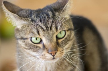 Yerli mermer kedi portre, göz contace, şirin pisi yüz