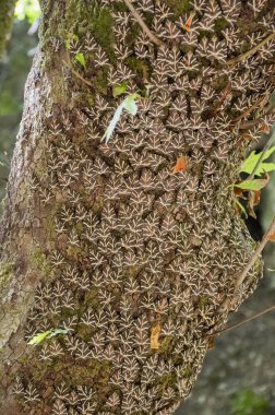 Euplagia kuadripunctaria, Jersey kaplanı, Petaloudes, Rhodos 'da gündüz uçan güve.