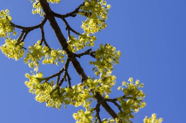 Cornus mas ağaç dalları erken ilkbahar, kızılcık kiraz ile sarı küçük çiçek çiçeklenme sırasında