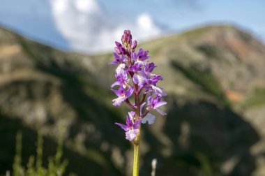 Üzümlü scopulorum Madeira Adası üzerinde Portekiz çiçek açan güzel dağlar orkide çiçek
