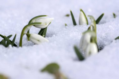Galanthus nivalis, ortak kardelen çiçek, erken bahar soğanlı çiçekler bahçesinde karda büyüyen
