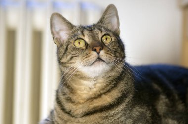 Ahşap masa sonraki beyaz Merkezi Isıtma, tek hayvan, ciddi yüz üzerinde şirin mermer çizgili kedi portresi