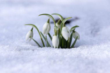 Galanthus nivalis, ortak kardelen çiçek, erken bahar soğanlı çiçekler bahçesinde karda büyüyen