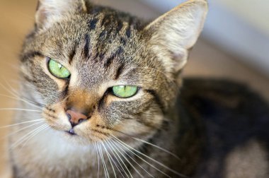 Yerli mermer kedi portre, göz teması, şirin pisi yüz, görünümü ayrıntı kadar kapatın