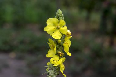 Verbascum densiflorum tıbbi çiçek çiçek, yüksek sarı çiçekli bitki, tıbbi sağlıklı çiçek