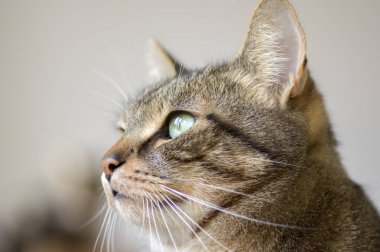 Mesafe içine baktılar ifade yerli mermer kedi görünüyor