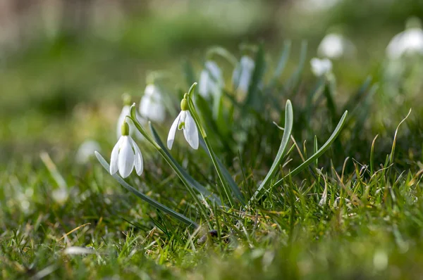 Csomó Galanthus Nivalis Közös Hóvirág Virágzik Hagymás Virágok Kora Tavasszal — Stock Fotó