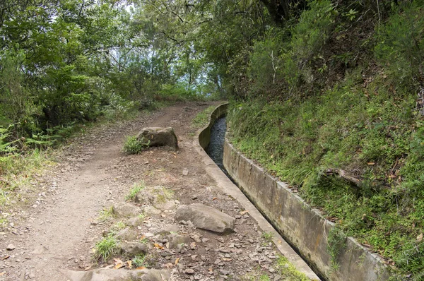 Levada Forado Trilha Turística Ribeiro Frio Ilha Madeira Portugal — Fotografia de Stock