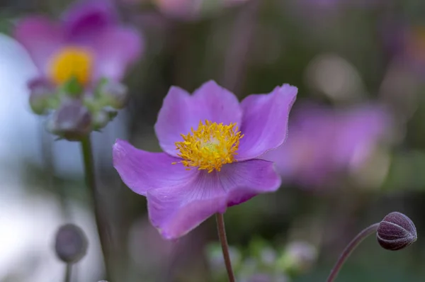 Anemone Hupehensis Japonica Flowering Plant Japanese Anemone Flowers Bloom Thimbleweed — Stock Photo, Image