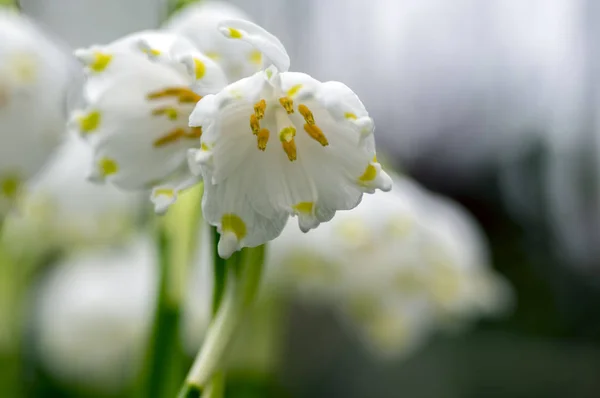 Leucojum Vernum Blumen Schneeflocken Vorfrühling Auf Der Wiese Gruppe Blühender — Stockfoto