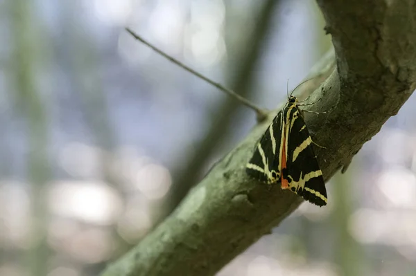 Euplagia Quadripunctaria Called Jersey Tiger Day Flying Moth Petaloudes Rhodos — Stock Photo, Image