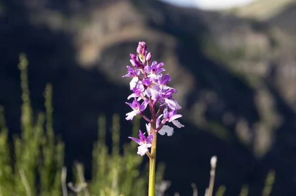 Orchis Scopulorum Beutiful Mountains Orchid Flowers Blooming Madeira Island Portugal — Stock Photo, Image